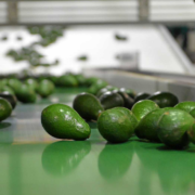 Avocado Export in Kenya