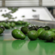 Avocado Export in Kenya