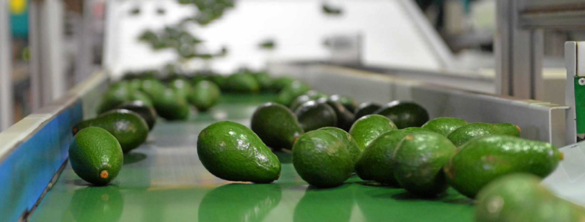 Avocado Export in Kenya