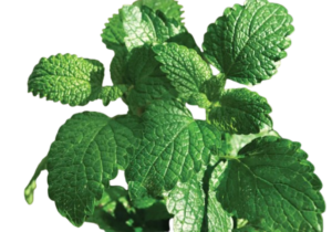 Mint-removebg-preview