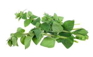 Oregano-removebg-preview