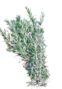 Rosemary2-removebg-preview